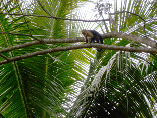 palm trees and wild life